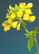 mustard plant